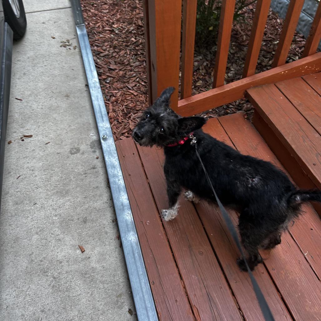 Enlarge Scottie, a Adoptable mixed breed in Wadena, MN image 2/6