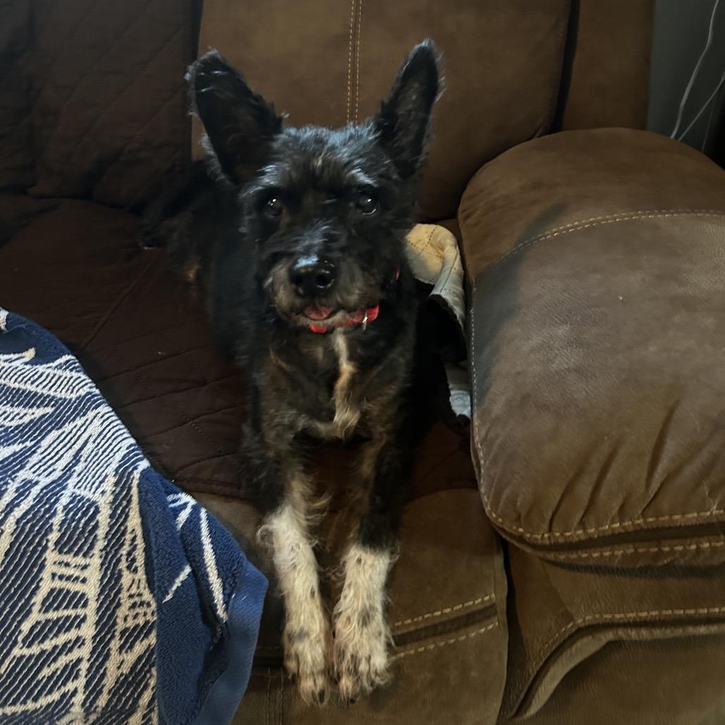 Enlarge Scottie, a Adoptable mixed breed in Wadena, MN image 3/6