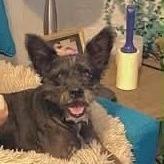 Enlarge Scottie, a Adoptable mixed breed in Wadena, MN image 4/6