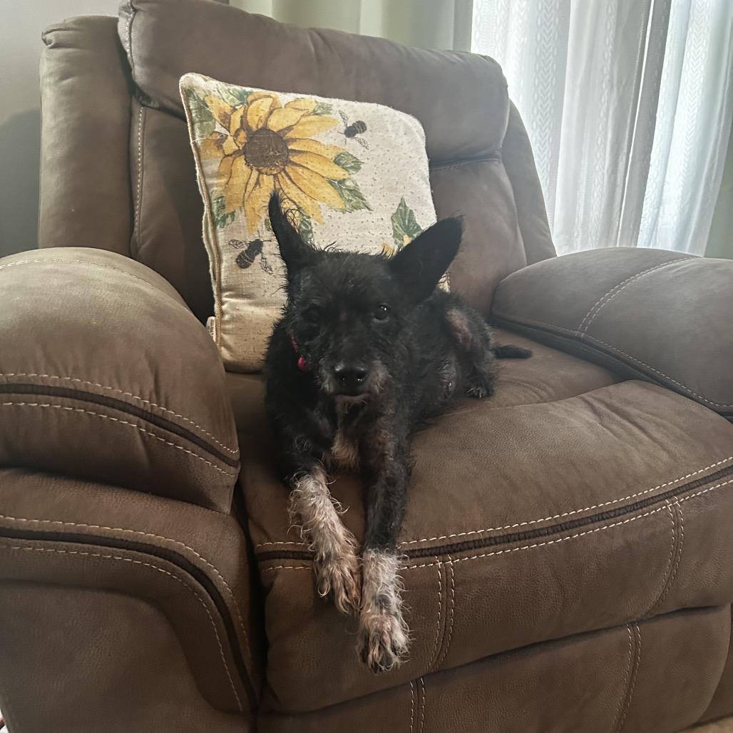 Enlarge Scottie, a Adoptable mixed breed in Wadena, MN image 5/6