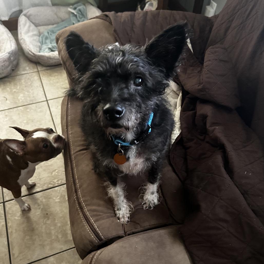 Enlarge Scottie, a Adoptable mixed breed in Wadena, MN image 6/6