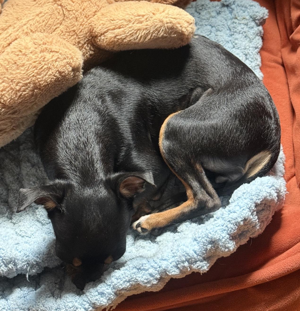 Bitsy, a ADOPTABLE mixed breed in Brooklyn, NY image 4/6