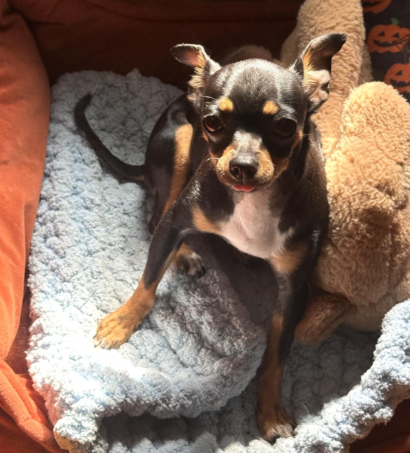 Bitsy, a ADOPTABLE mixed breed in Brooklyn, NY image 2/6