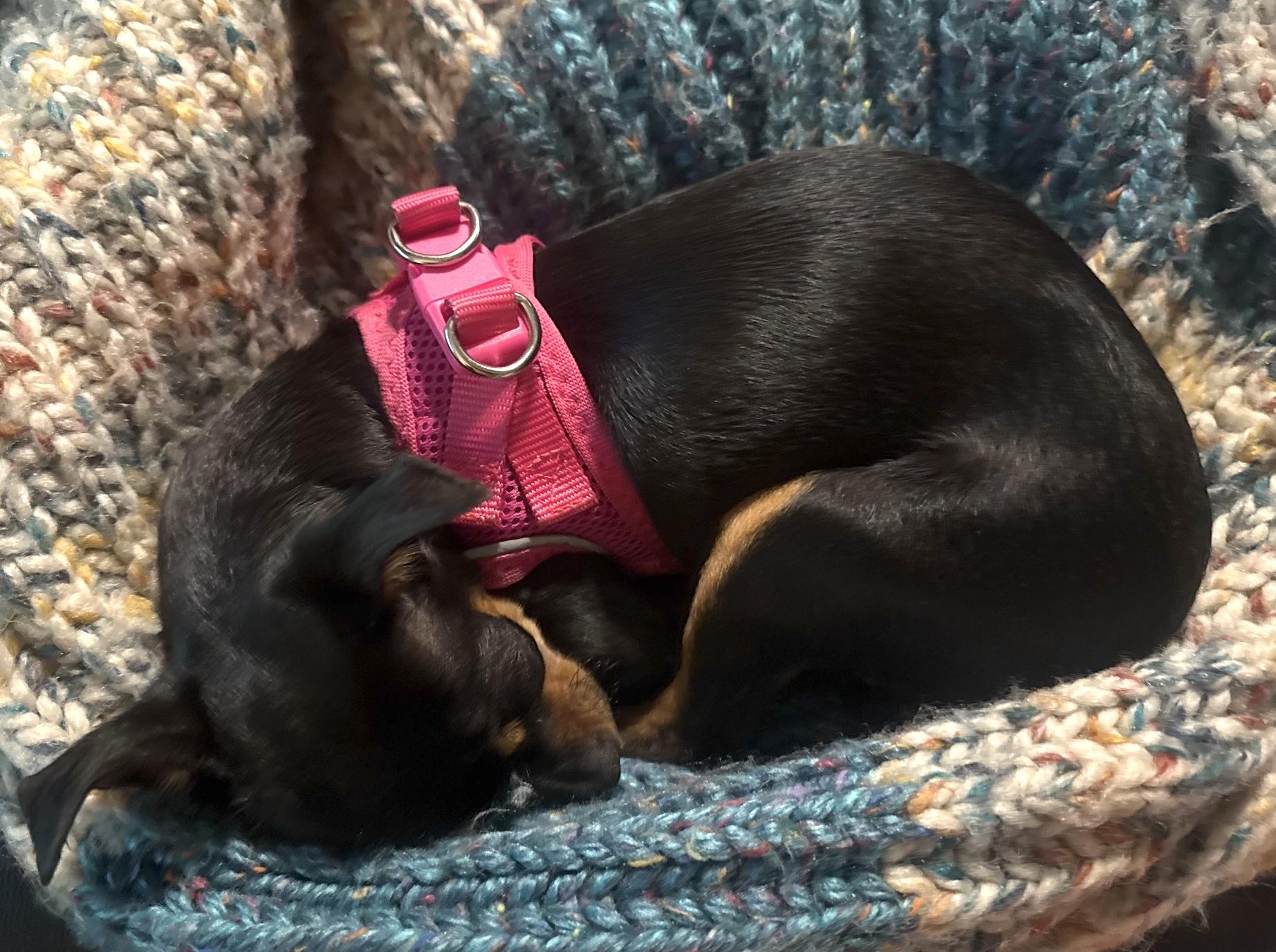 Bitsy, a ADOPTABLE mixed breed in Brooklyn, NY image 6/6