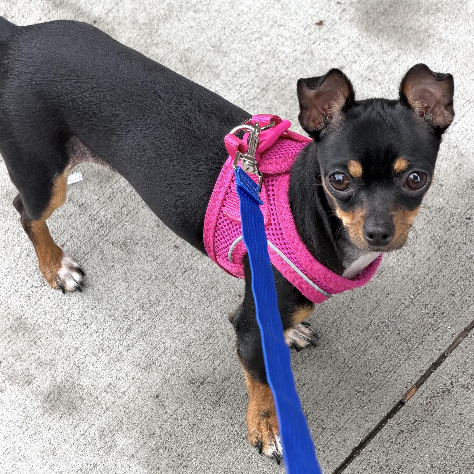 Bitsy, a ADOPTABLE mixed breed in Brooklyn, NY image 1/6