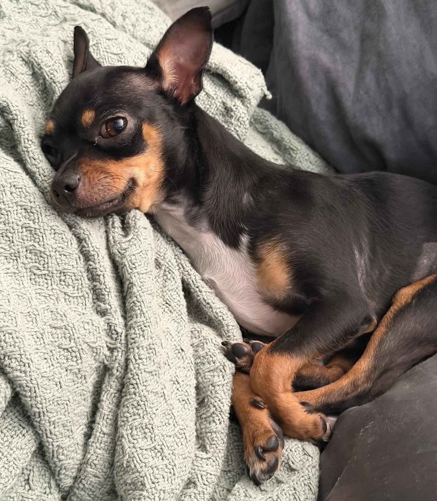 Bitsy, a ADOPTABLE mixed breed in Brooklyn, NY image 3/6