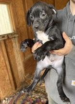 Wyatt, a ADOPTABLE mixed breed in Madras, OR image 1/3