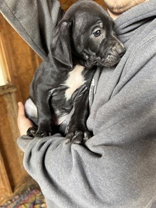 Wyatt, a ADOPTABLE mixed breed in Madras, OR image 3/3