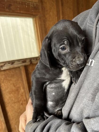 Wyatt, a ADOPTABLE mixed breed in Madras, OR image 2/3