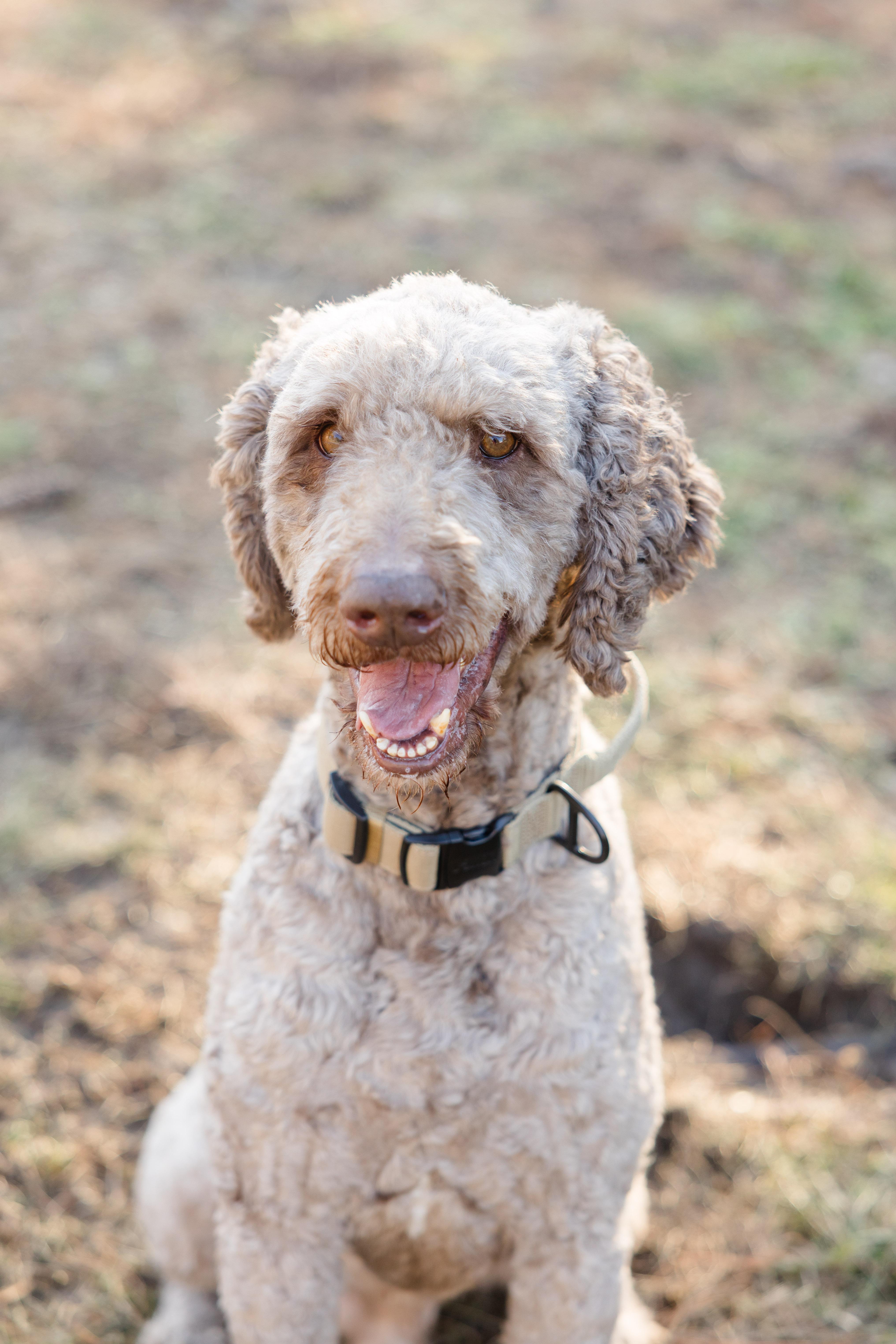 Enlarge Milo, a ADOPTABLE Goldendoodle in Newburgh, IN image 3/3