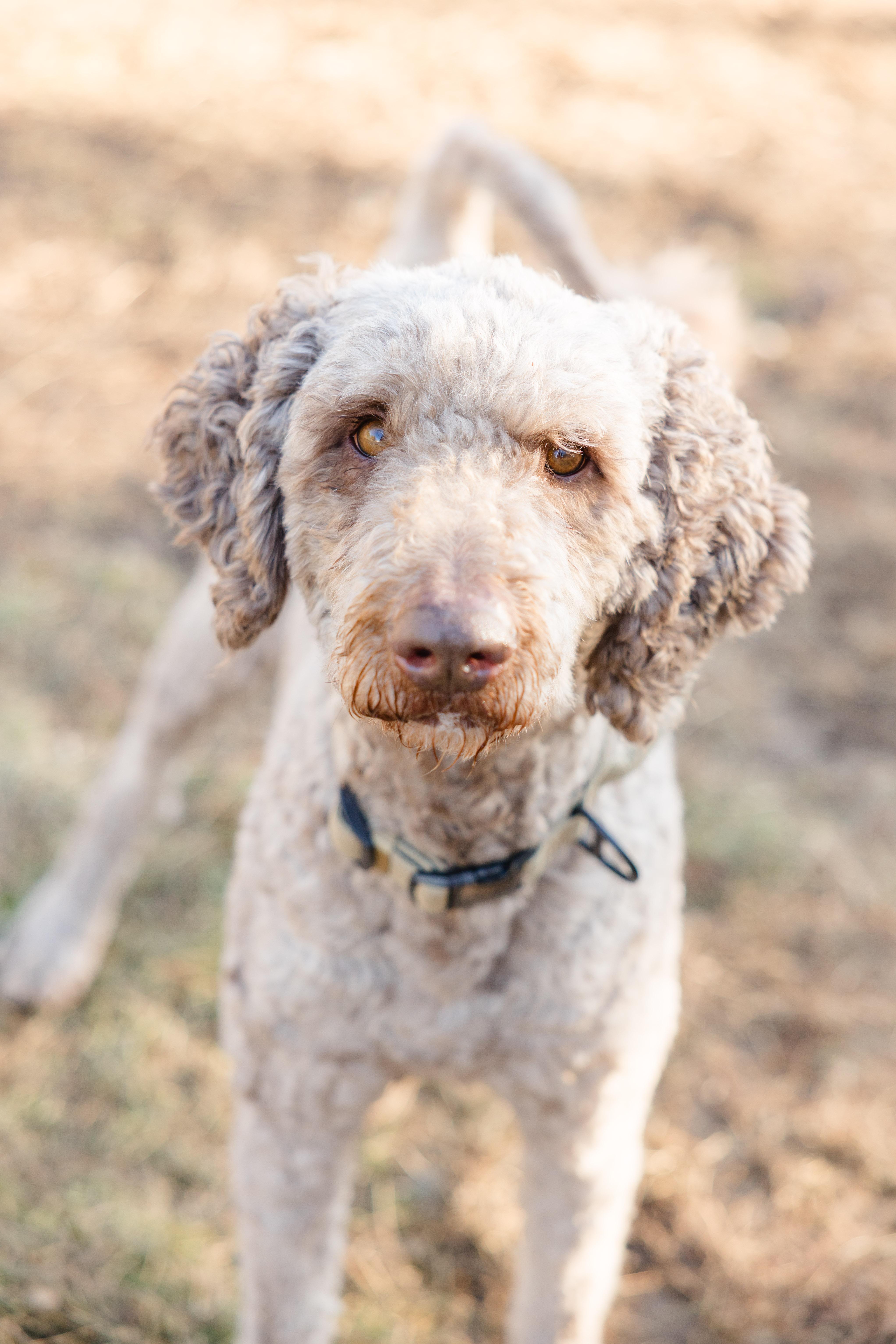 Milo, ADOPTABLE, Adult Male Goldendoodle.