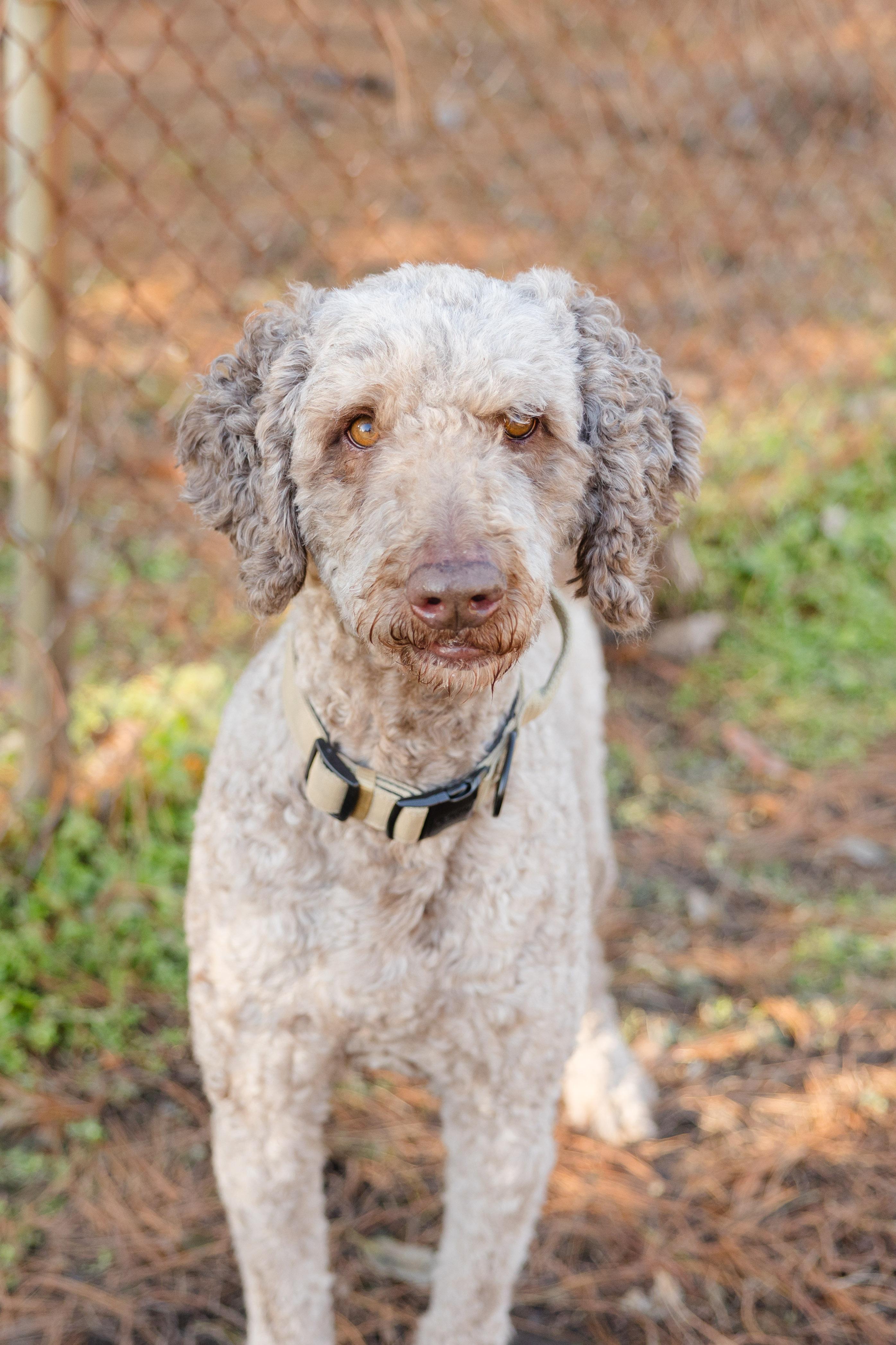 Enlarge Milo, a ADOPTABLE Goldendoodle in Newburgh, IN image 2/3