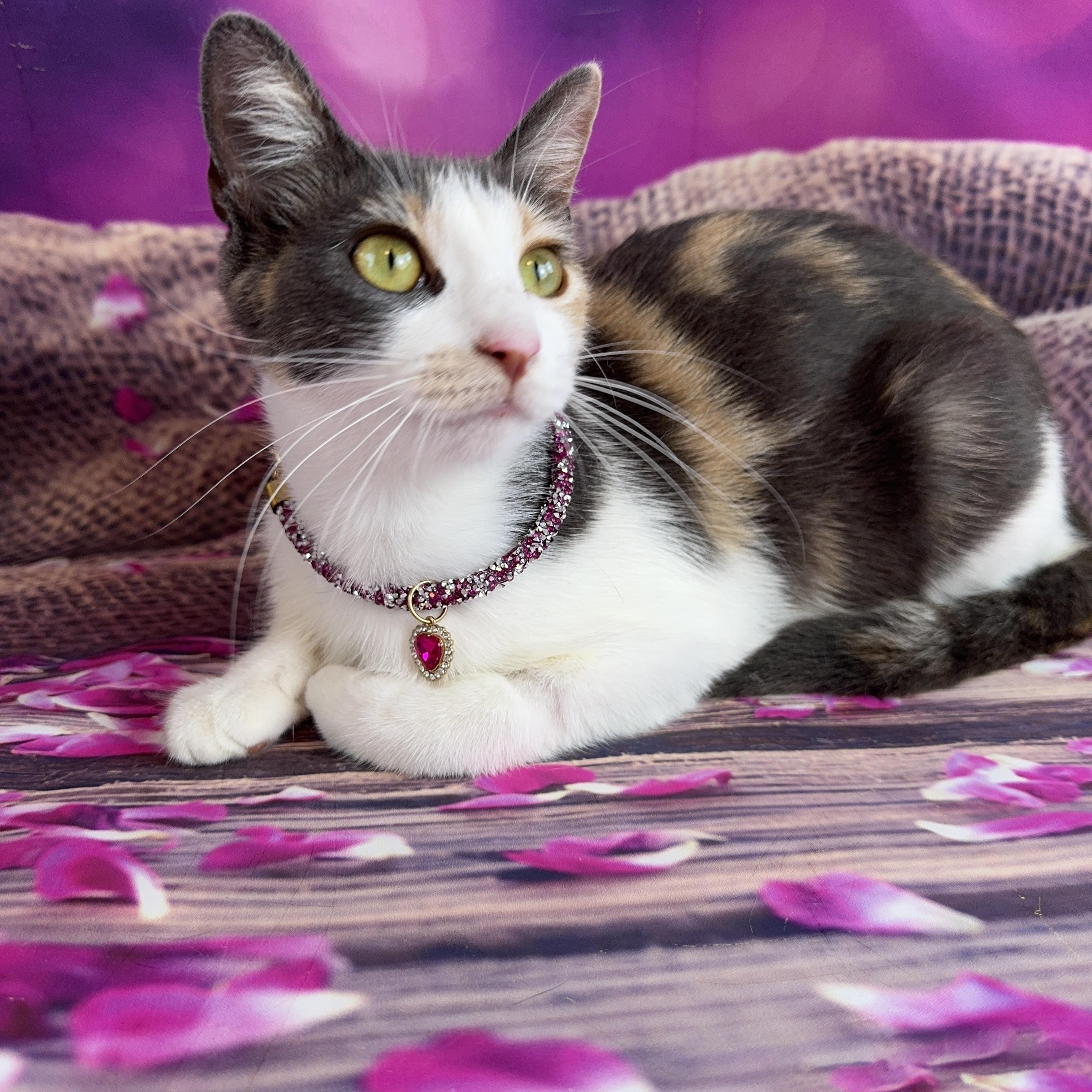 Enlarge Dolly, a ADOPTABLE Calico in Houston, TX image 6/6
