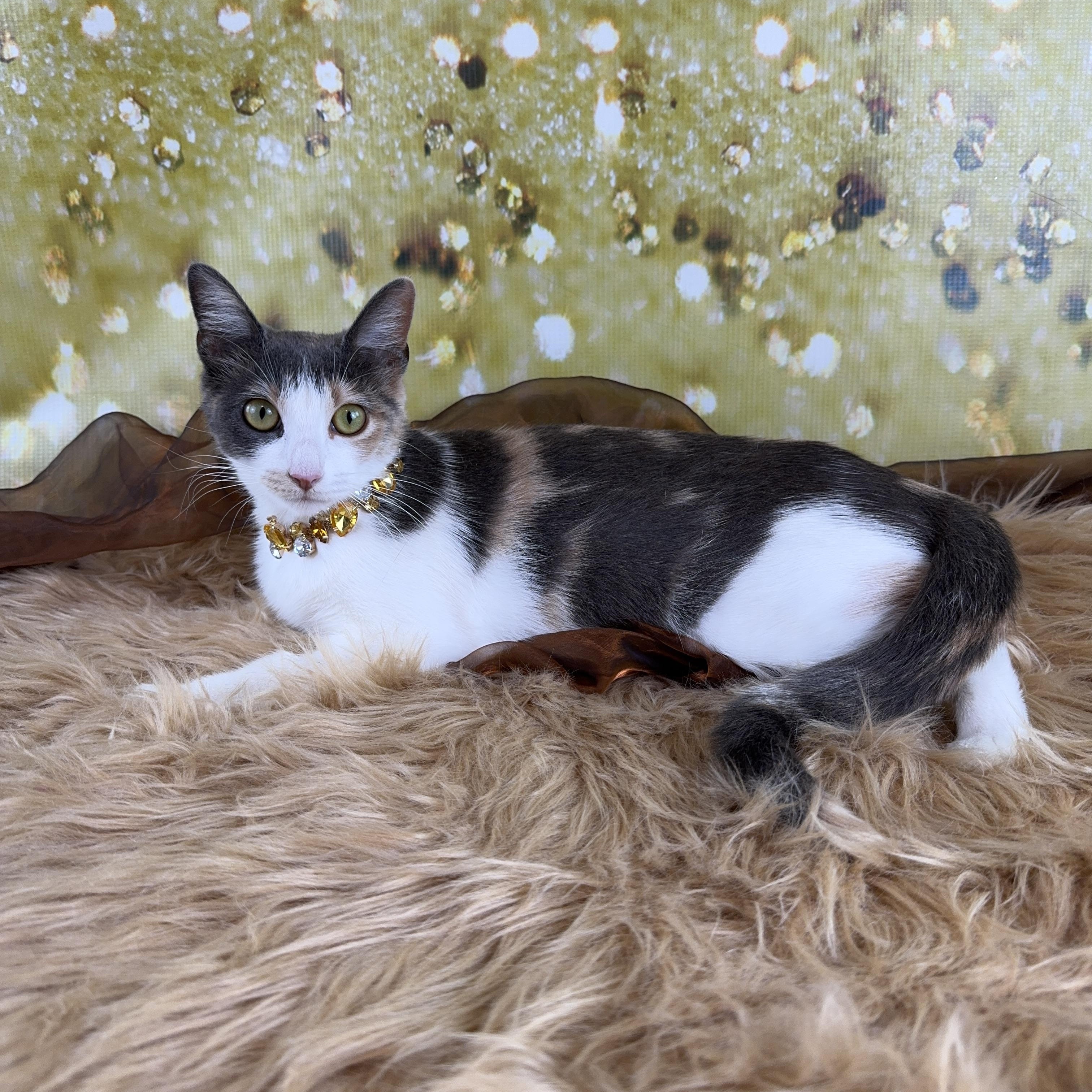 Enlarge Dolly, a ADOPTABLE Calico in Houston, TX image 2/6