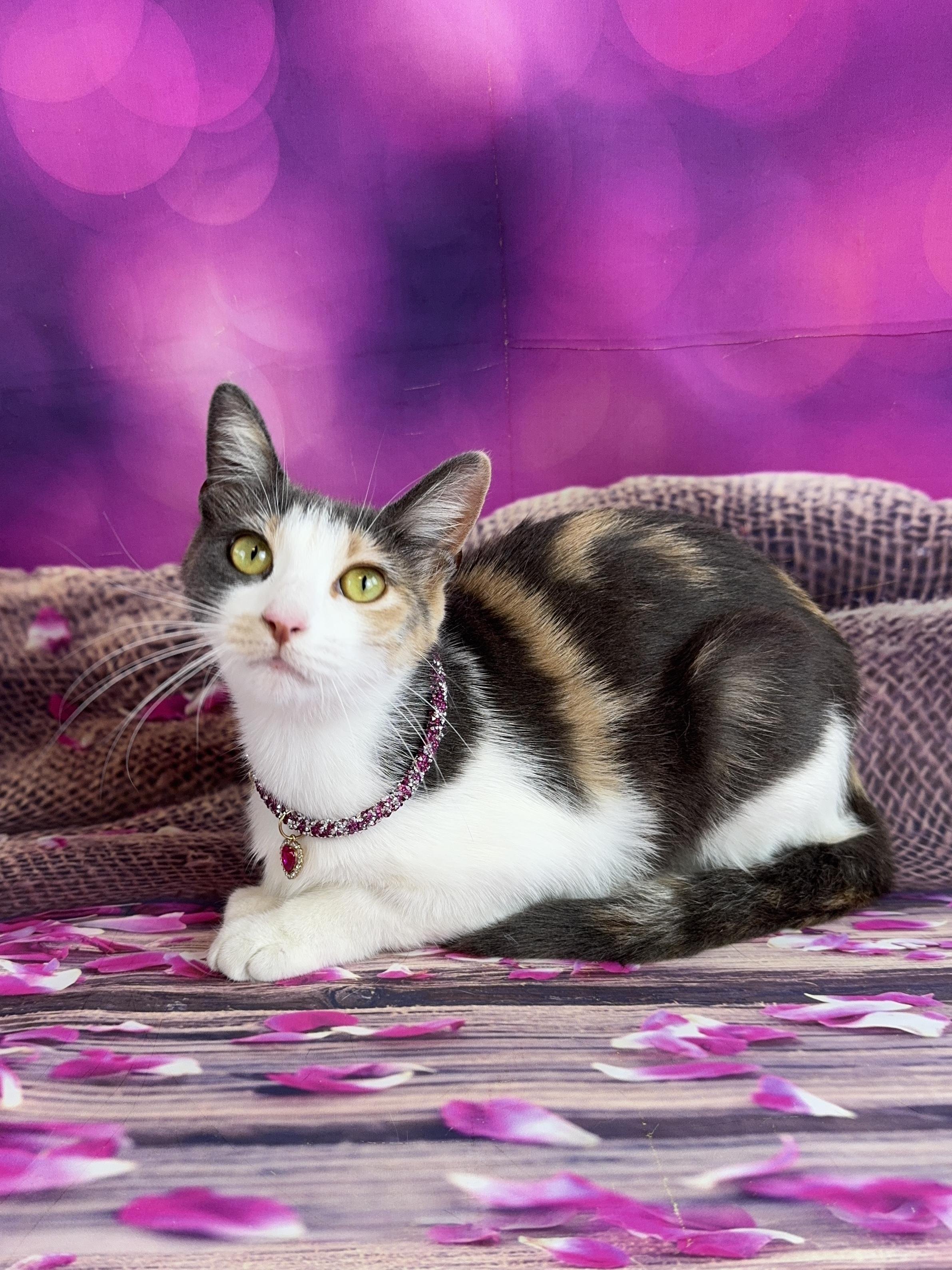 Enlarge Dolly, a ADOPTABLE Calico in Houston, TX image 5/6