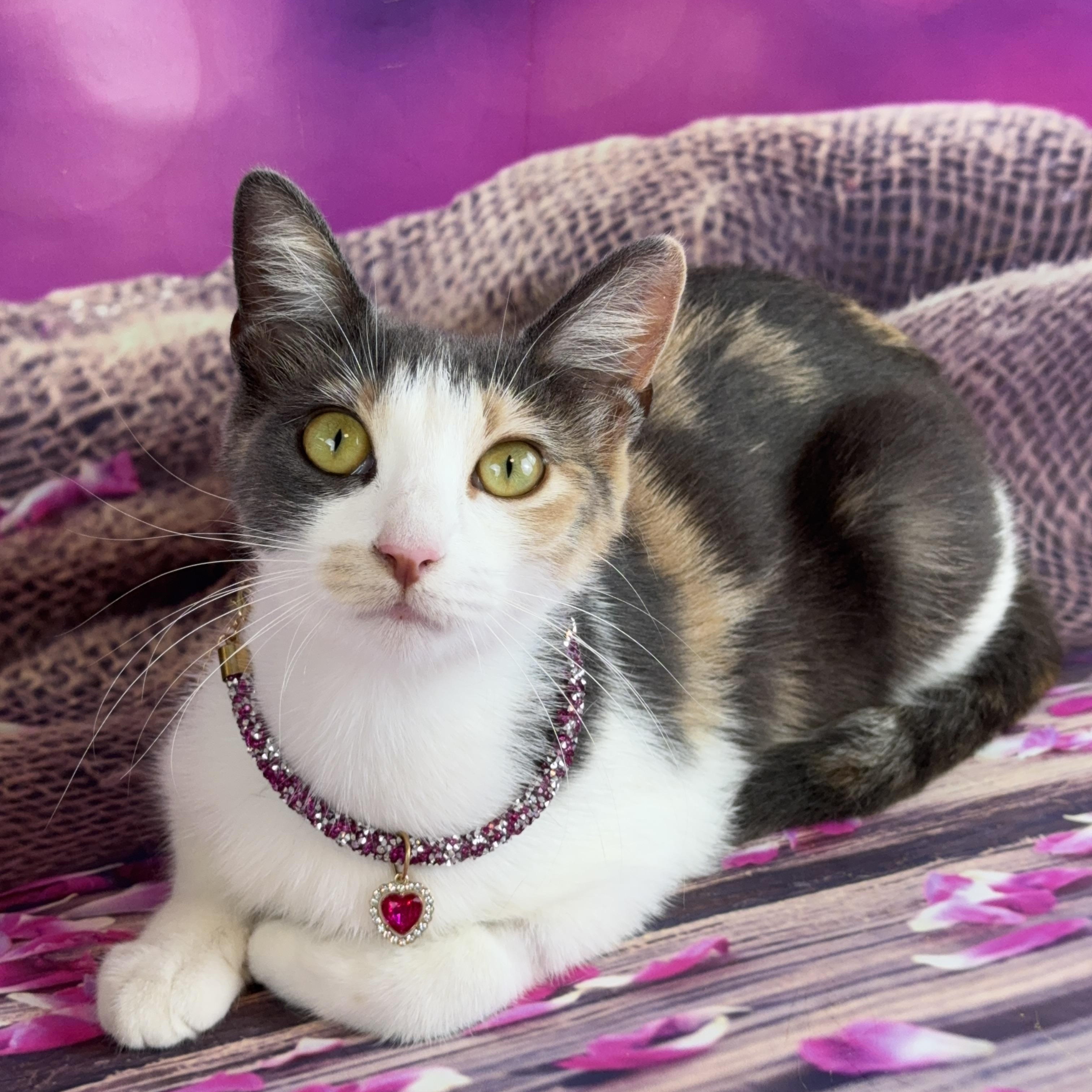 Dolly, ADOPTABLE, Young Female Calico.