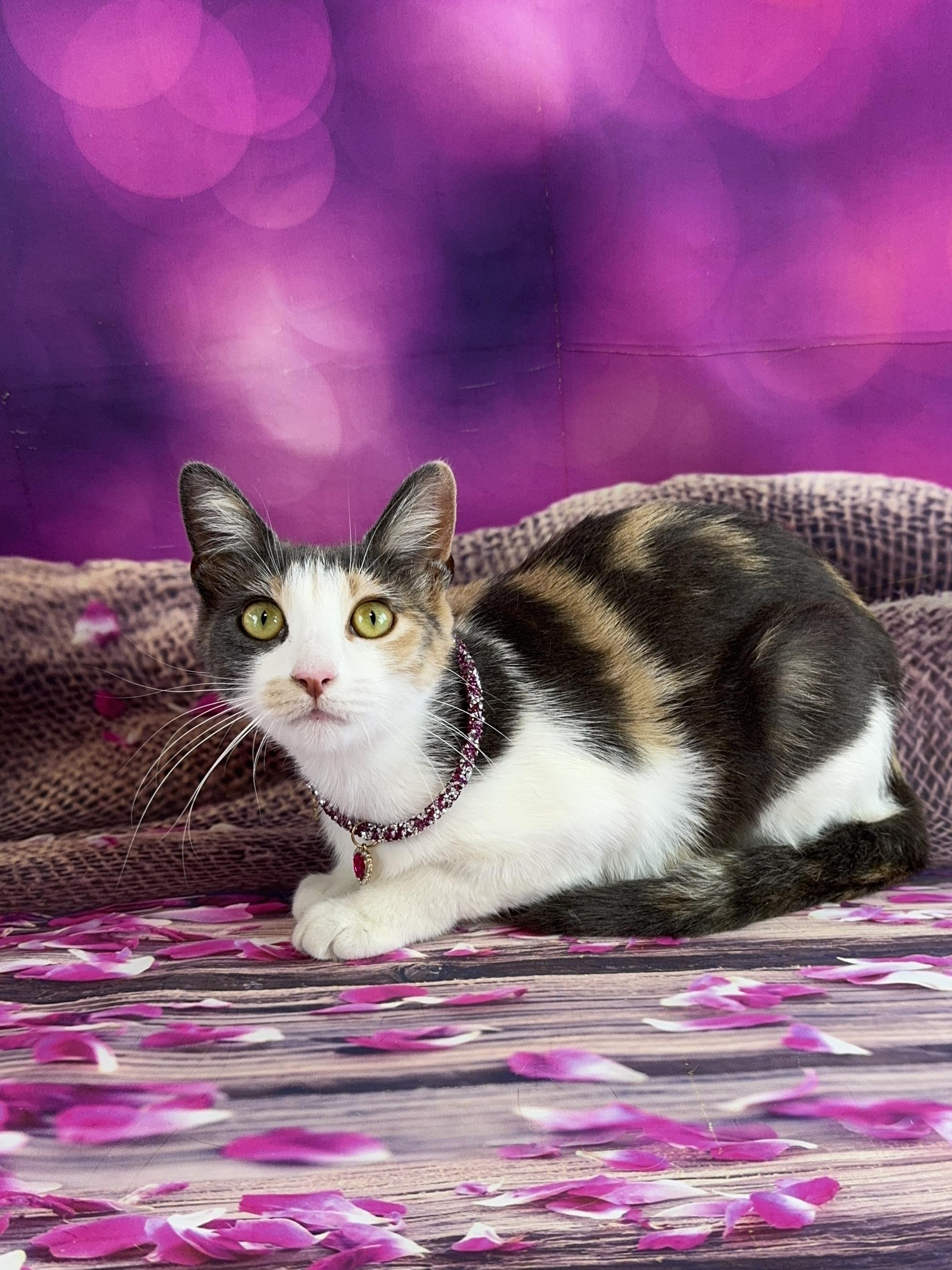 Enlarge Dolly, a ADOPTABLE Calico in Houston, TX image 3/6