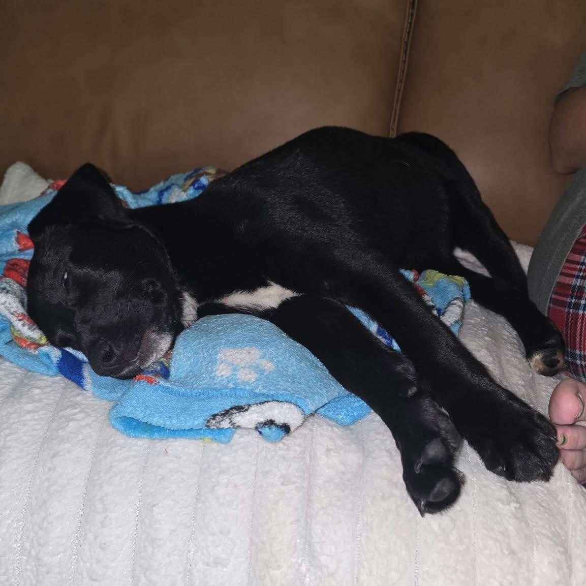Nova, an adopted mixed breed in Wando, SC image 3/4