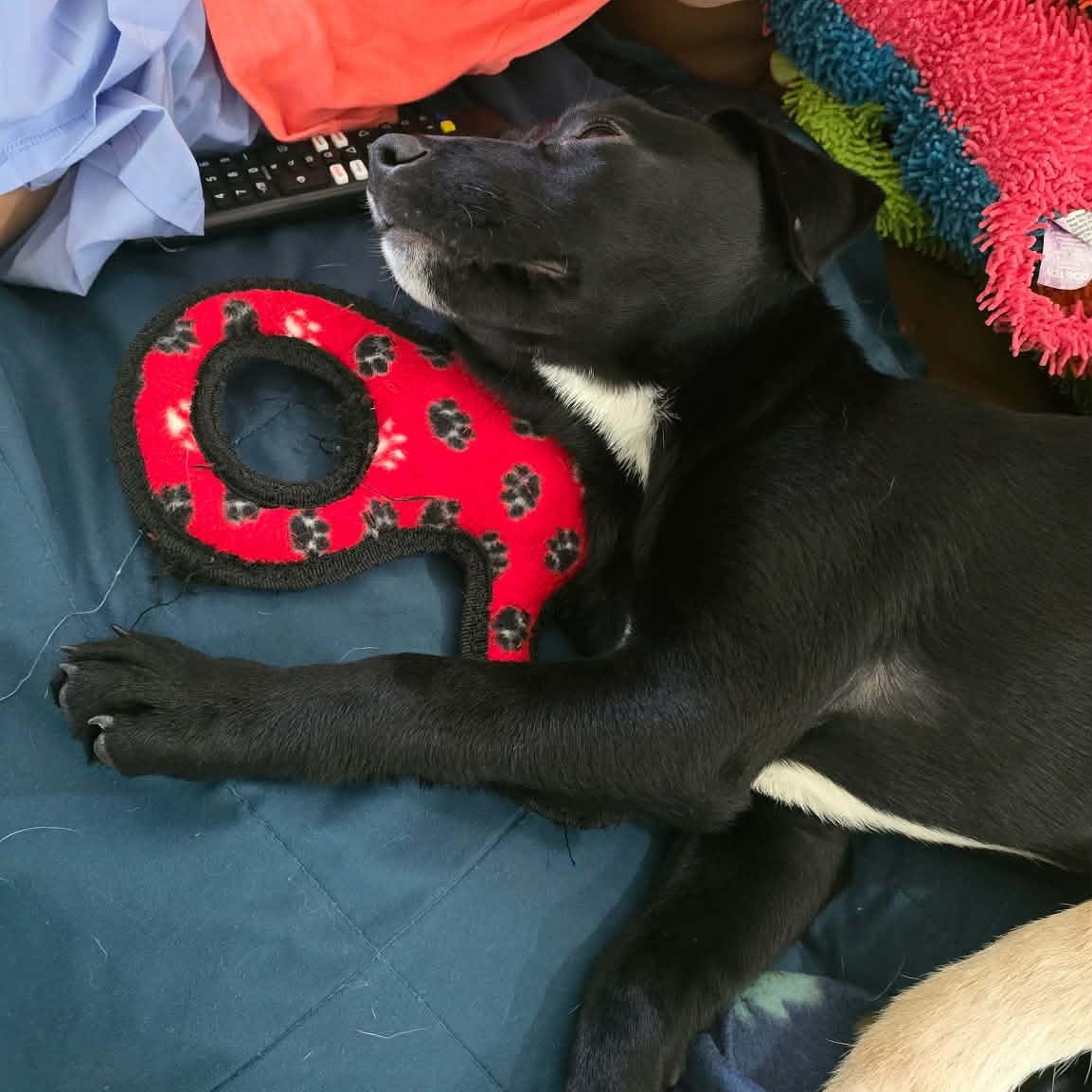 Nova, an adopted mixed breed in Wando, SC image 2/4