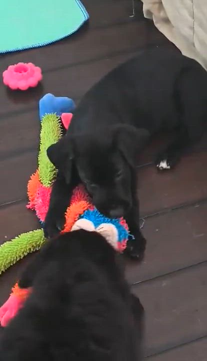 Enlarge Nova, an adopted mixed breed in Wando, SC video 4/4