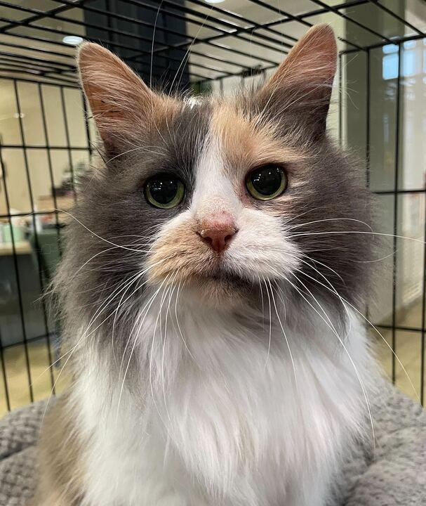 Enlarge Sunny, an adopted Domestic Long Hair in Jackson, MI image 1/6