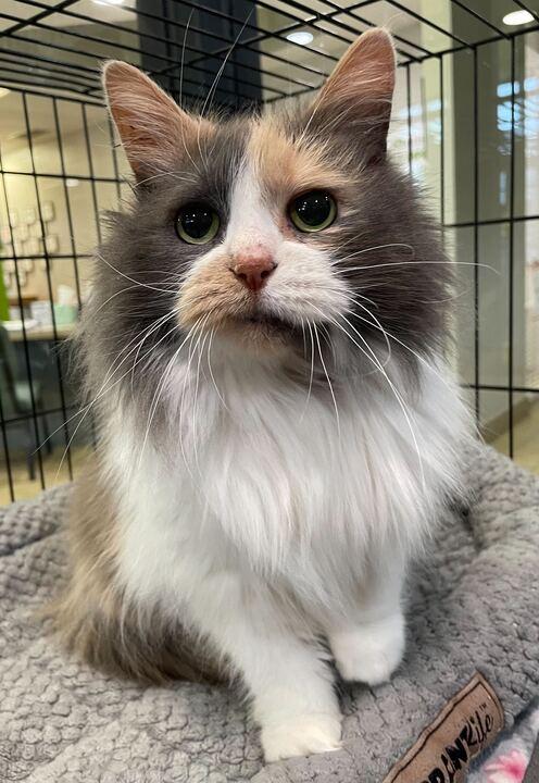 Enlarge Sunny, an adopted Domestic Long Hair in Jackson, MI image 5/6