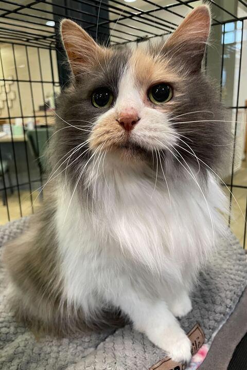 Enlarge Sunny, an adopted Domestic Long Hair in Jackson, MI image 6/6