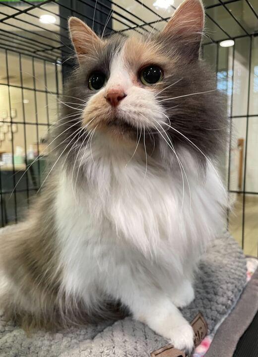 Enlarge Sunny, an adopted Domestic Long Hair in Jackson, MI image 4/6