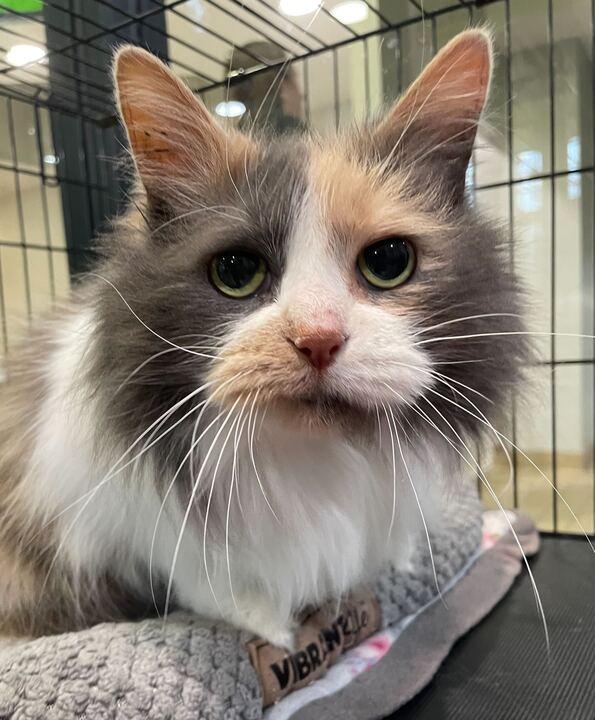 Enlarge Sunny, an adopted Domestic Long Hair in Jackson, MI image 2/6
