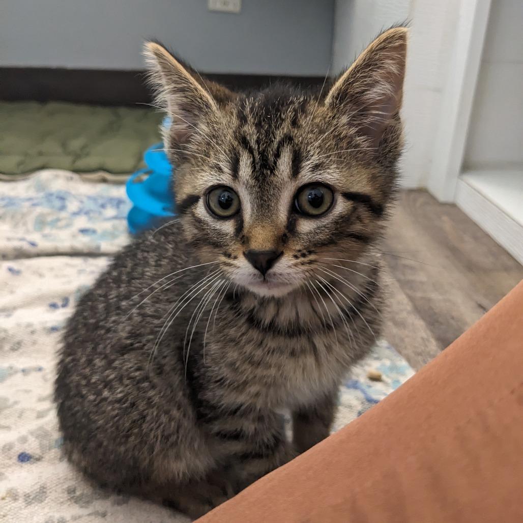Nibblet LR3, Adoptable, Adult Male Domestic Short Hair.