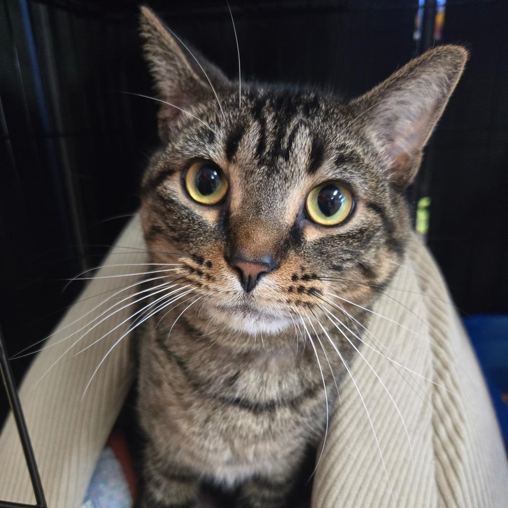 Enlarge Nibblet LR3, a Adoptable Domestic Short Hair in Union, MO image 2/2