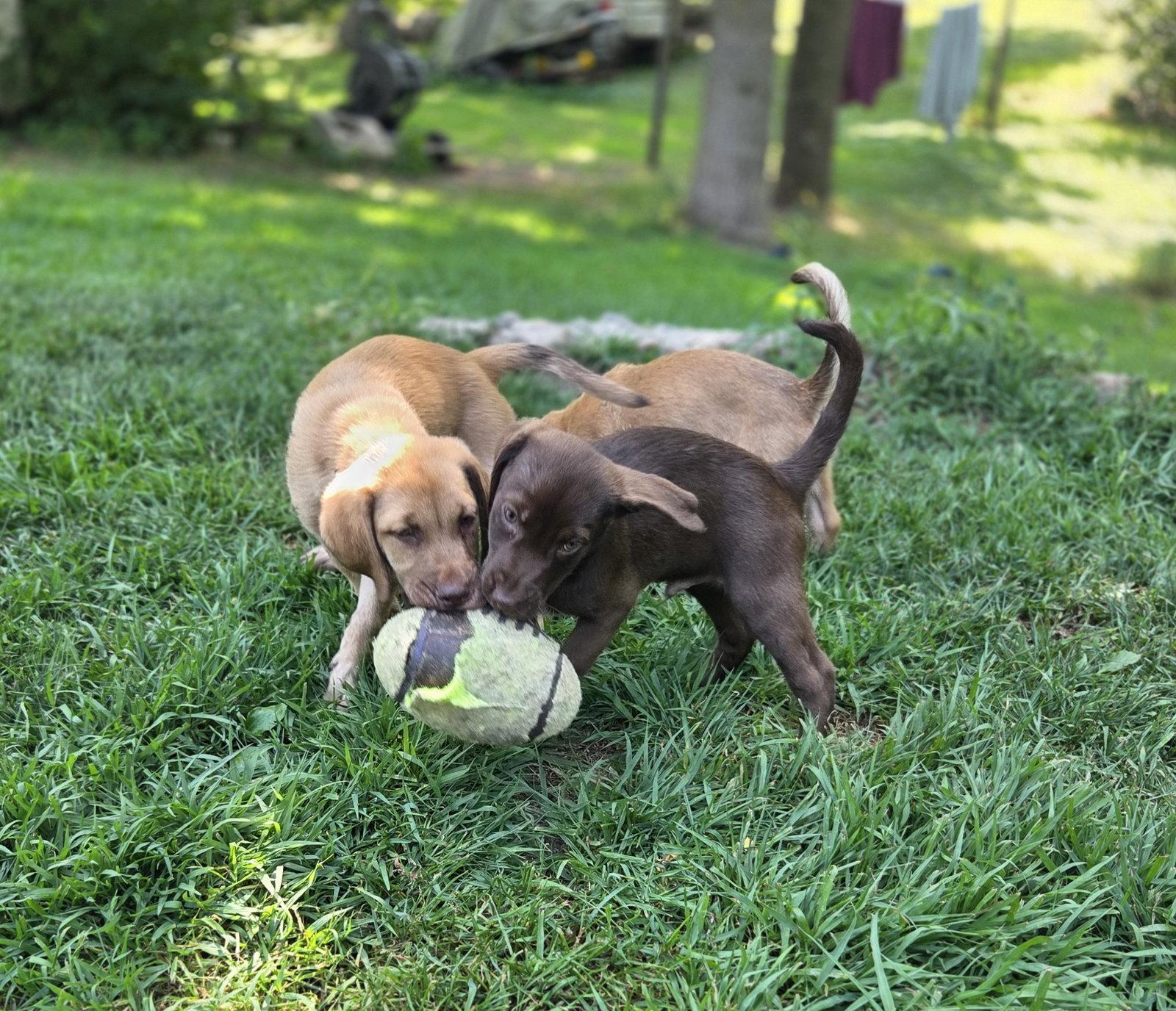 Rio, Adopted, Puppy Male Labrador Retriever & Standard Poodle.