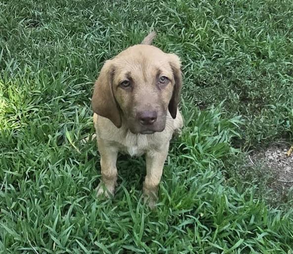 Enlarge Rio, a Adopted mixed breed in Brooklyn Center, MN image 2/2