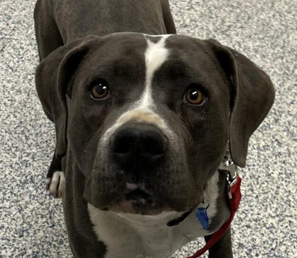 Pebble, Adoptable, Adult Female Pit Bull Terrier.