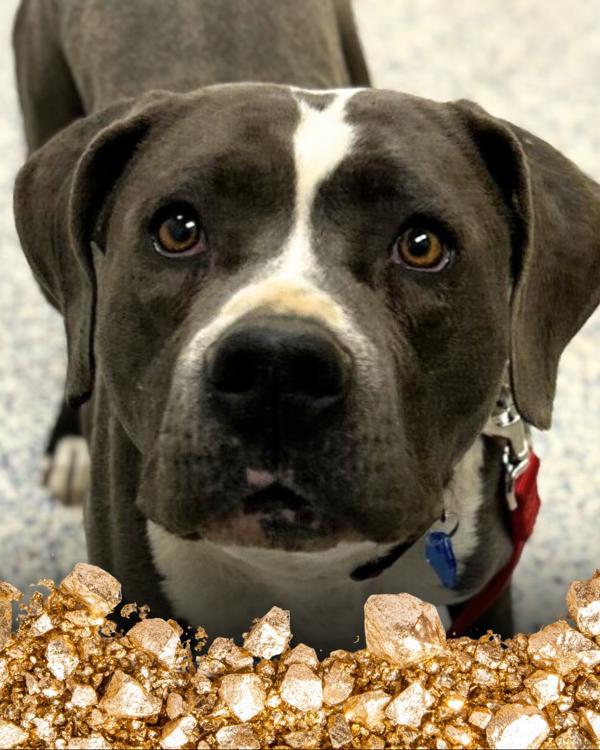 Enlarge Pebble, a Adoptable mixed breed in Golden, CO image 3/4