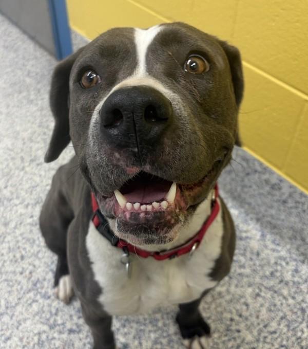 Enlarge Pebble, a Adoptable mixed breed in Golden, CO image 4/4
