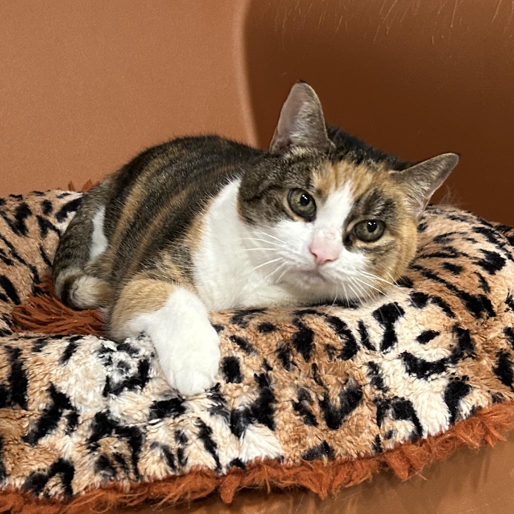 Enlarge Mesh Mesh, a Adoptable Domestic Short Hair in Oyster Bay, NY image 1/4