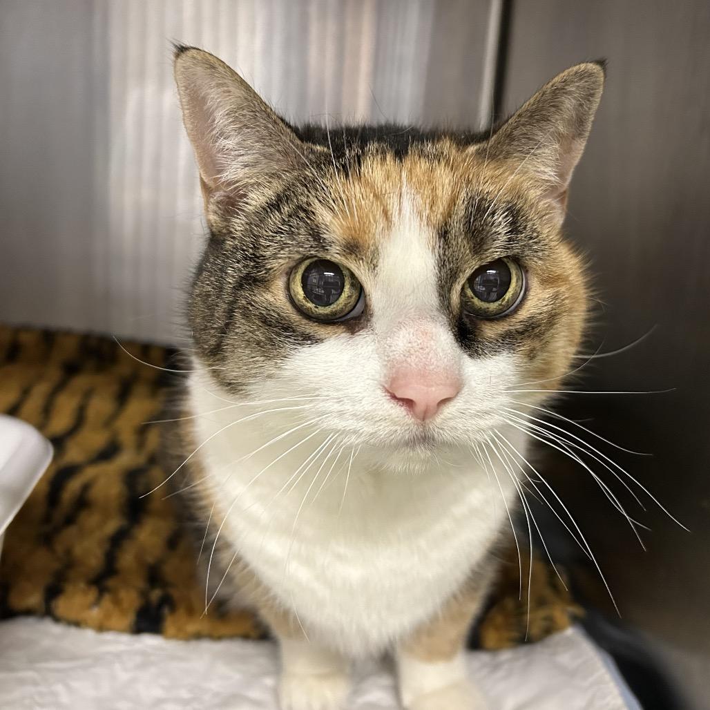 Enlarge Mesh Mesh, a Adoptable Domestic Short Hair in Oyster Bay, NY image 2/4