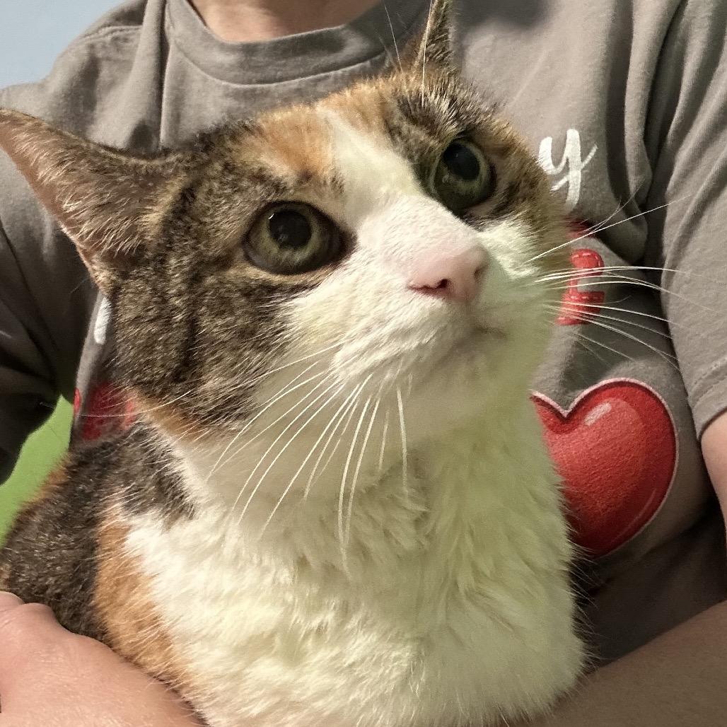 Enlarge Mesh Mesh, a Adoptable Domestic Short Hair in Oyster Bay, NY image 3/4
