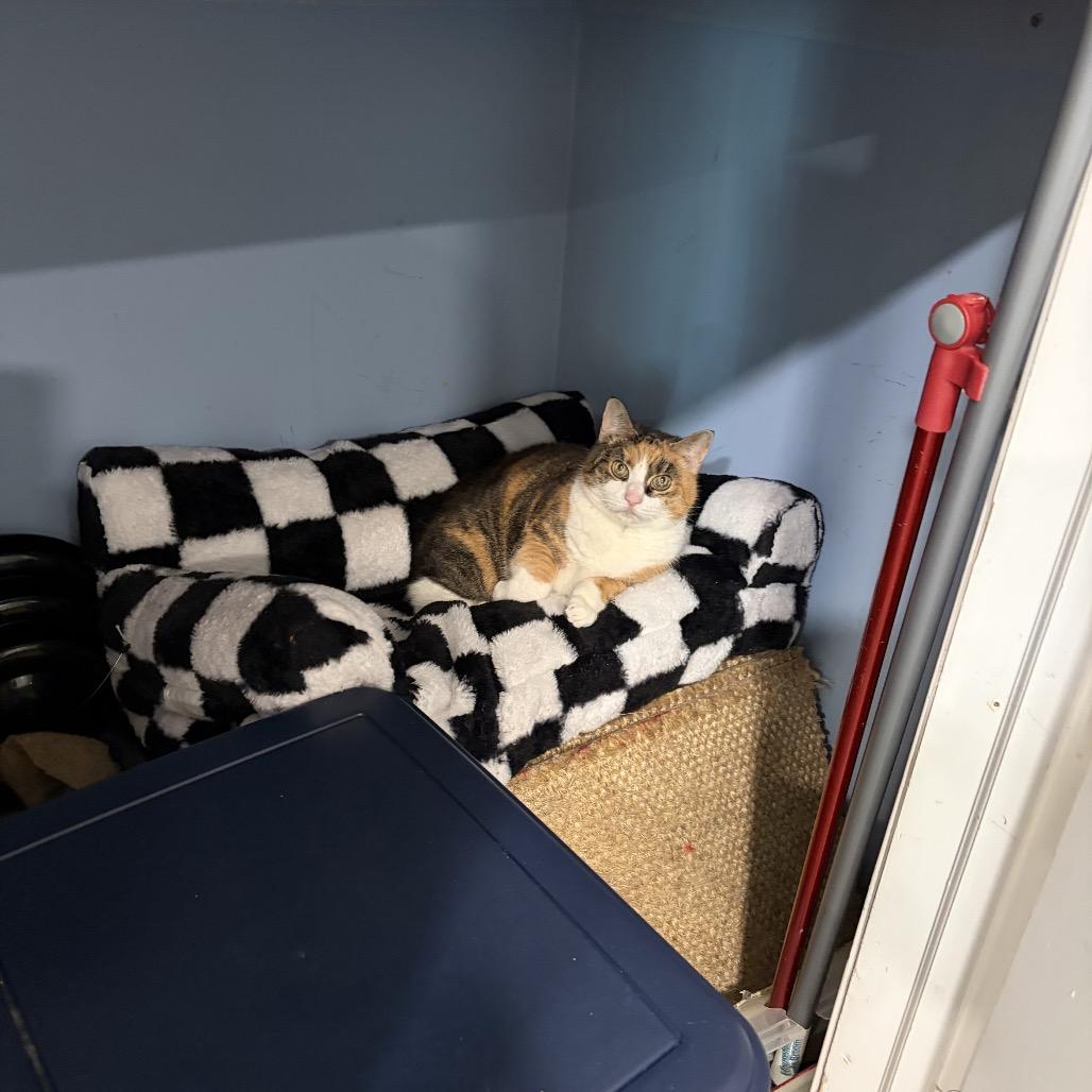 Enlarge Mesh Mesh, a Adoptable Domestic Short Hair in Oyster Bay, NY image 4/4