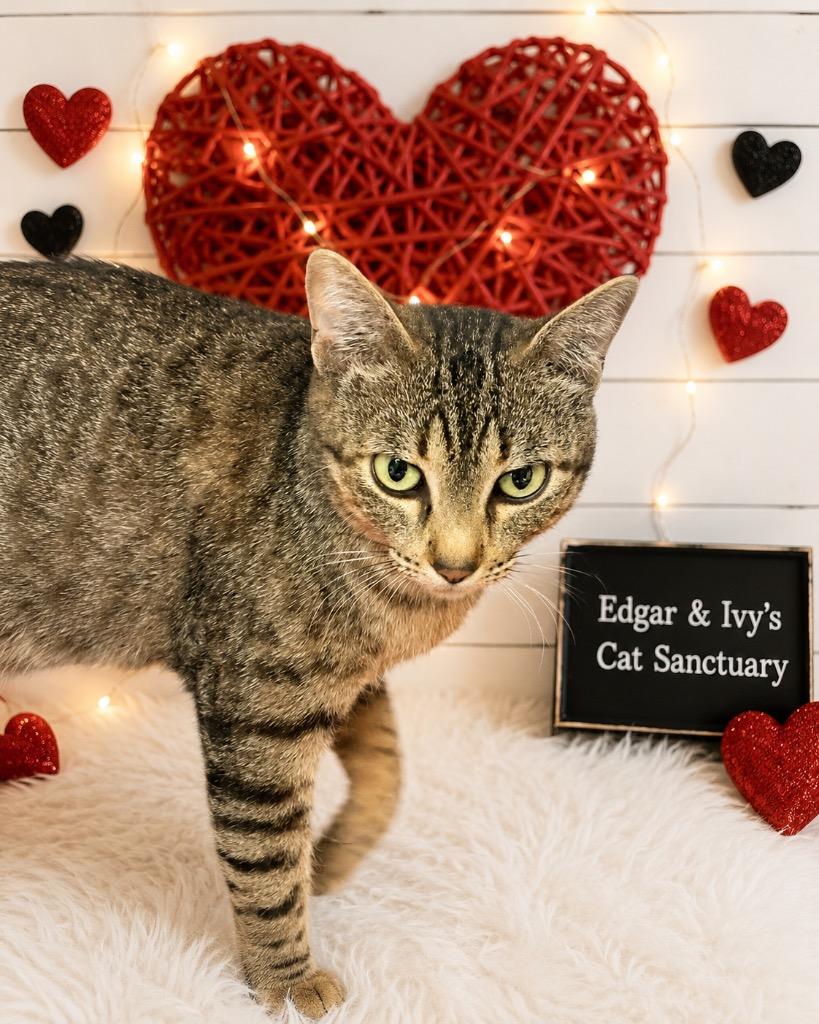 Enlarge Daylight, a Adoptable mixed breed in Corpus Christi, TX image 1/1