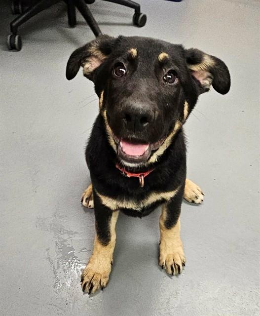 Enlarge Caterpillar, a ADOPTABLE mixed breed in Phoenix, OR image 1/1