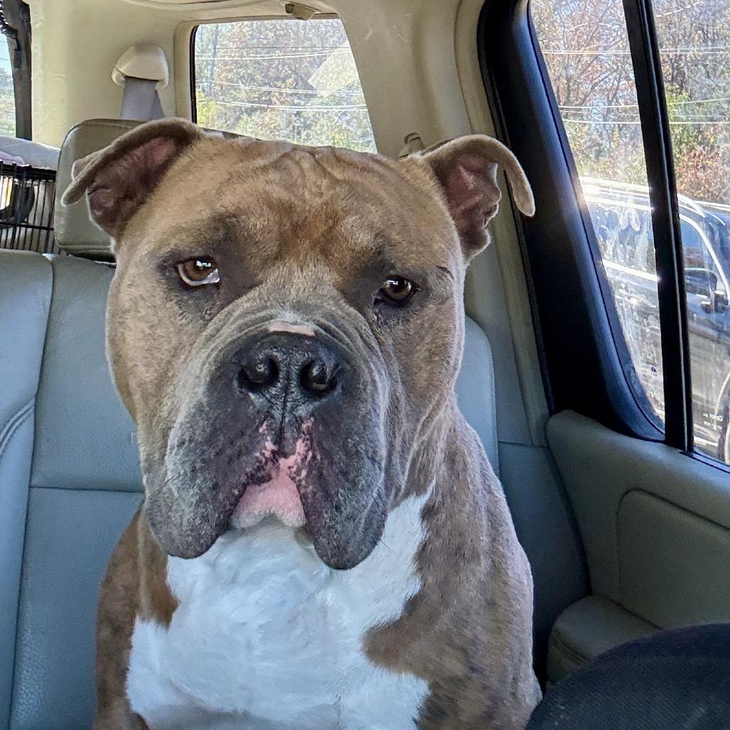 BLADE, a Adoptable mixed breed in Cordova, TN image 2/6