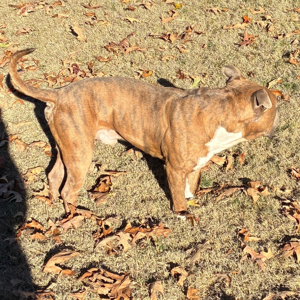 BLADE, a Adoptable mixed breed in Cordova, TN image 3/6