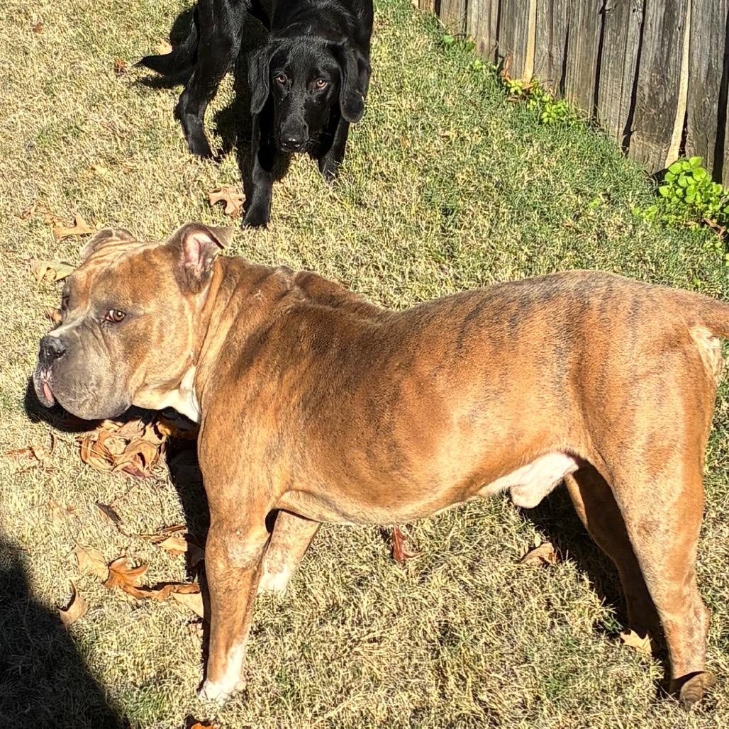 BLADE, a Adoptable mixed breed in Cordova, TN image 6/6