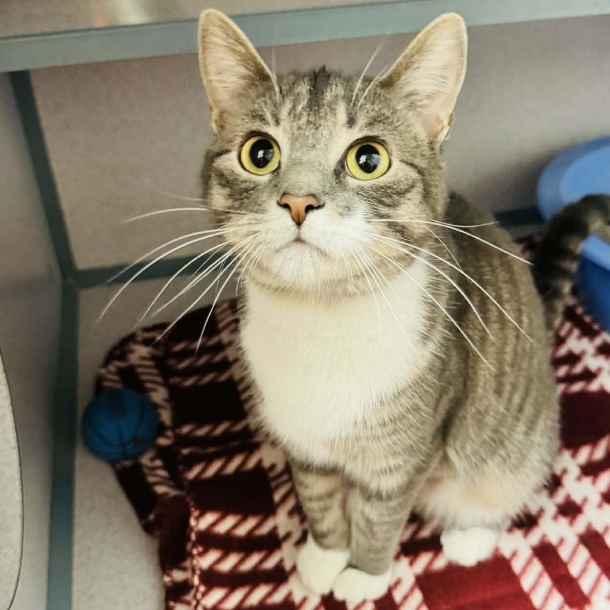 Enlarge Vienna, an adopted Domestic Short Hair in Waterloo, IA image 3/3