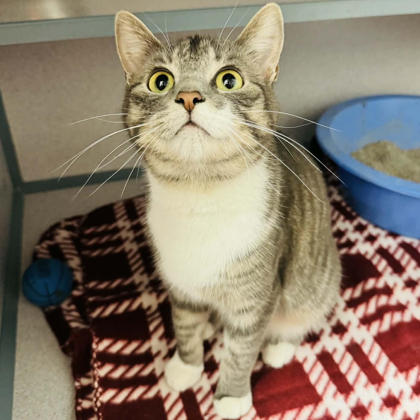 Enlarge Vienna, an adopted Domestic Short Hair in Waterloo, IA image 1/3