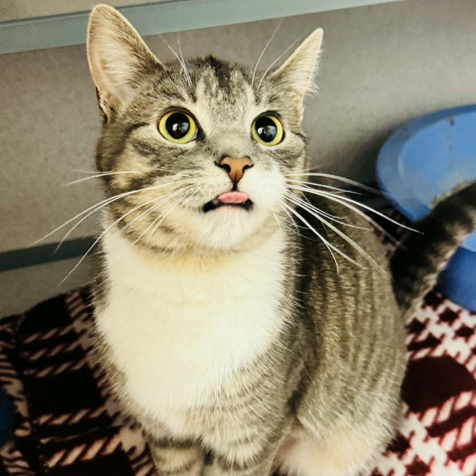 Enlarge Vienna, an adopted Domestic Short Hair in Waterloo, IA image 2/3