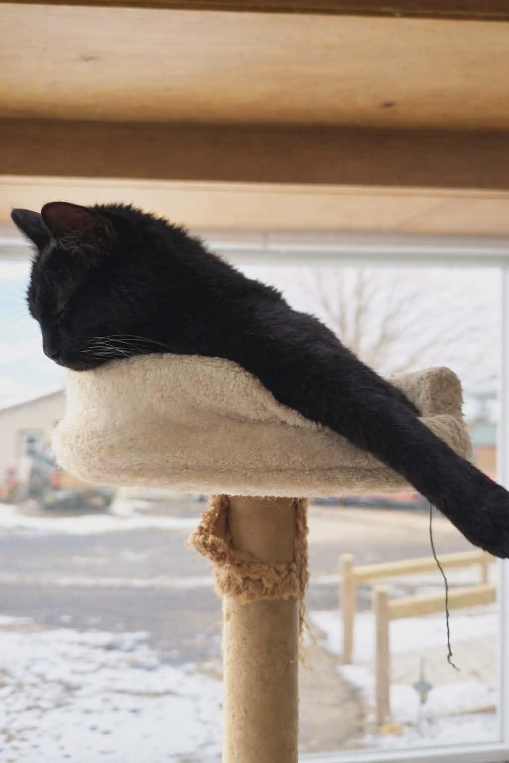 Enlarge Momma Mocha, a Adoptable mixed breed in Heuvelton, NY image 3/3