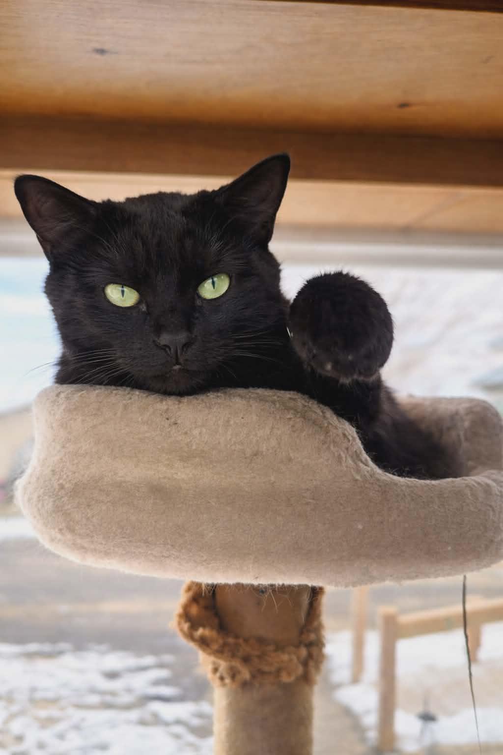 Enlarge Momma Mocha, a Adoptable mixed breed in Heuvelton, NY image 2/3